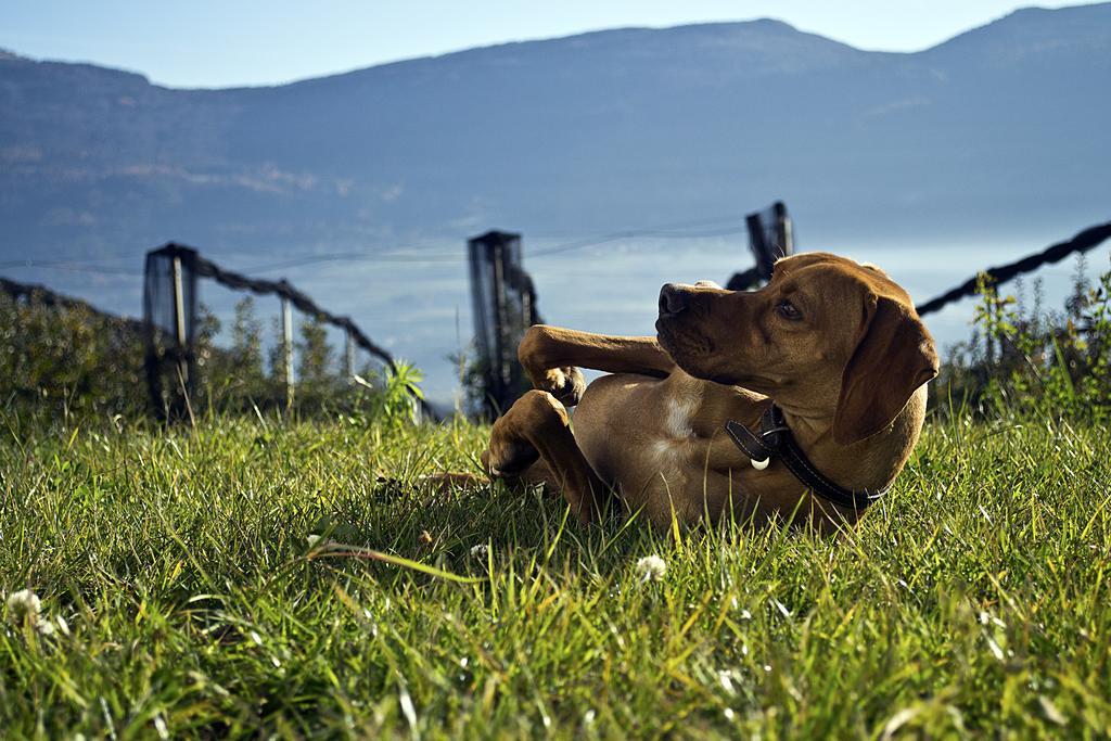 Agritur Maso Pra' Cavai B&B Balbido-rango Eksteriør billede